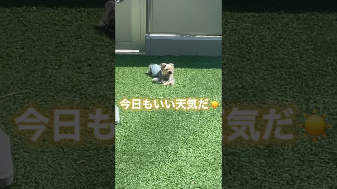 ヨークシャーテリアのただただ優雅なモーニングルーティン #Shorts #ヨーキー