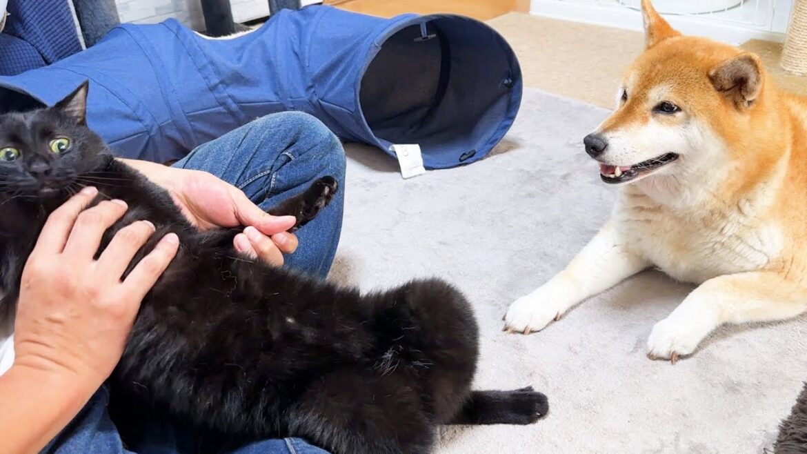 爪切り中の猫の嫌がり度でお顔の表情が変わる柴犬が優しすぎました 爪切り中の猫の嫌がり度でお顔の表情が変わる柴犬が優しすぎました