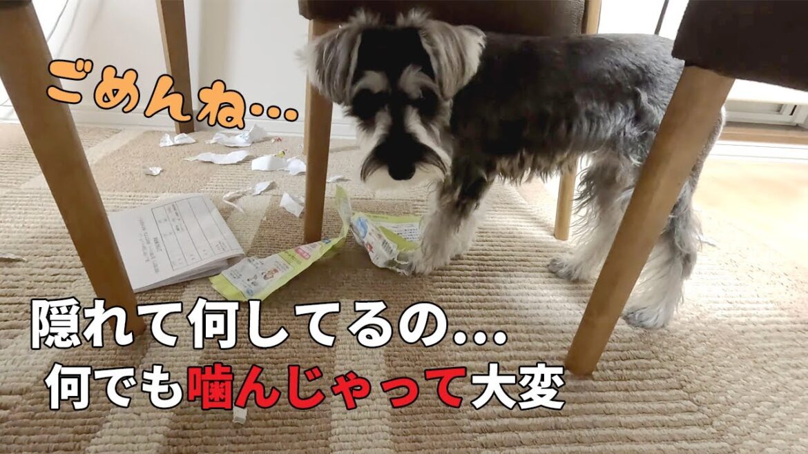 飼い主の目を盗んで何でも噛むので困ってます【ミニチュアシュナウザー】