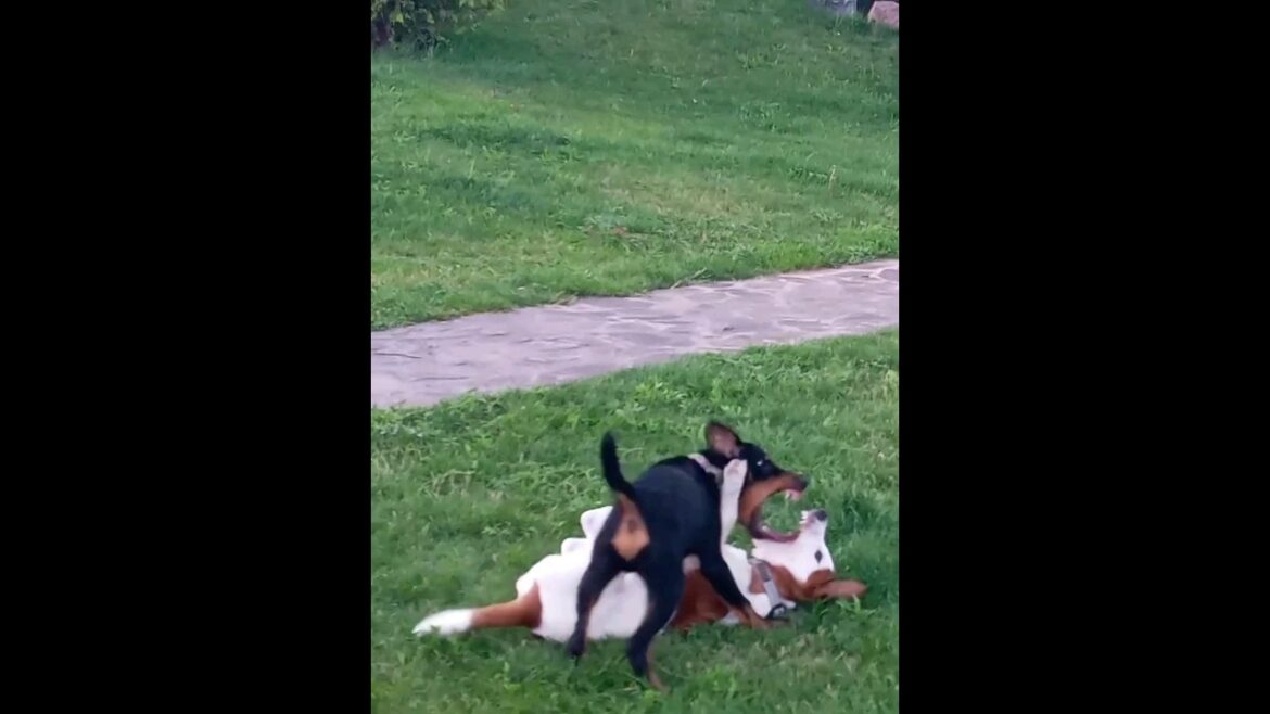 ⚡Рубик⚡ ягдтерьер VS Стич джекрассел jagdterrier VS jackrasselterrier щенки