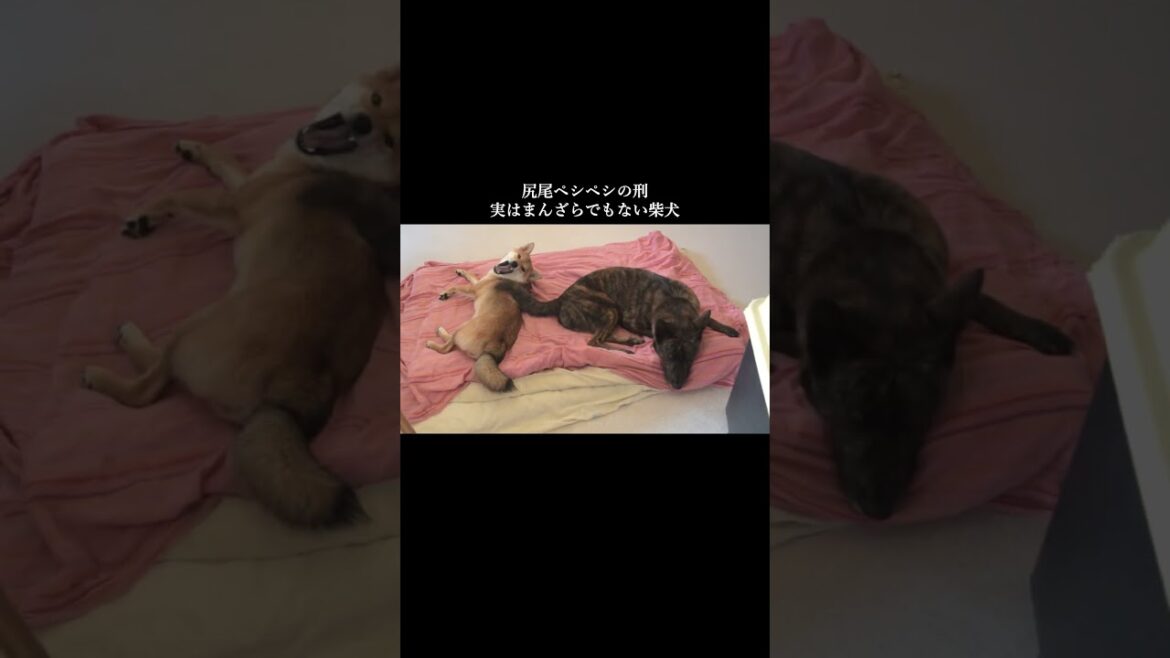 尻尾ペシペシされても逃げない柴犬　 #柴犬#甲斐犬 ＃しかのこのこのここしたんたん　#youtubeshorts