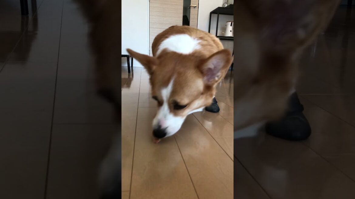 CORGI TRIED BOOTS FOR THE FIRST TIME - CORGI LẦN ĐẦU ĐI BỐT | It's Ben Nguyen