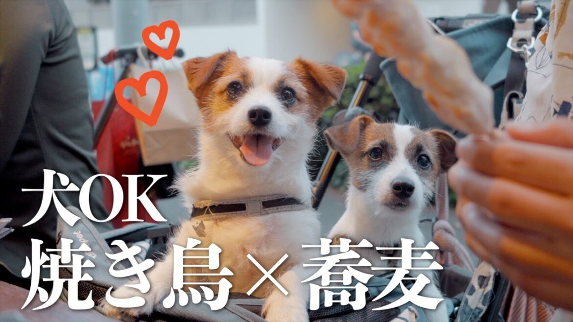 犬OKな蕎麦屋さんにジャック5匹が集結しました/ジャックラッセルテリア