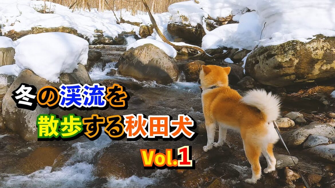 冬の渓流を散歩する秋田犬  vol.1