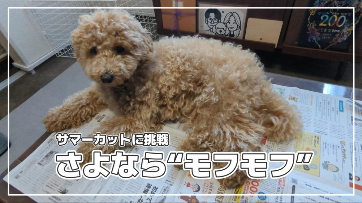 【トイプードル】バッサリ切りました！セルフカットに挑戦✂