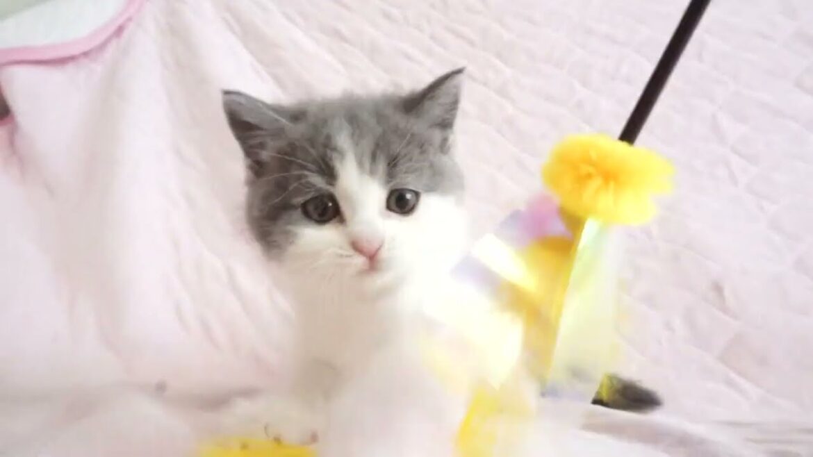 ブリティッシュショートヘアー子猫　British Shorthair　2024.5.17産まれ　ブルー＆ホワイト　男の子　シーダキャット猫のお店