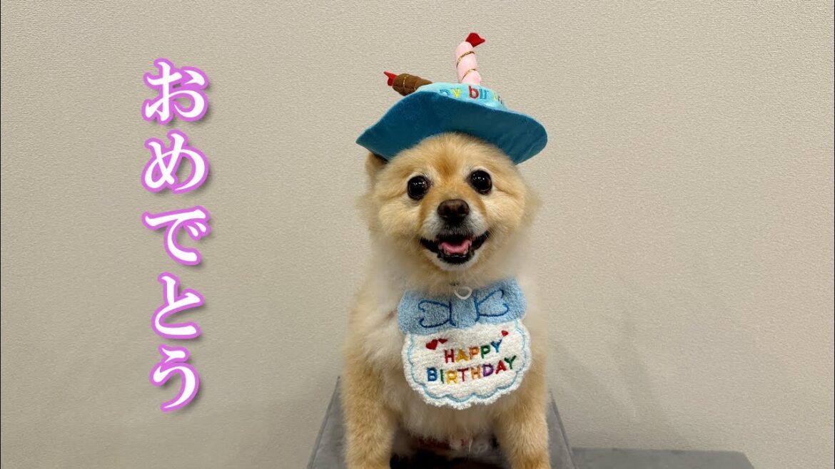 【祝】ポメくん、9歳のお誕生日おめでとう♪