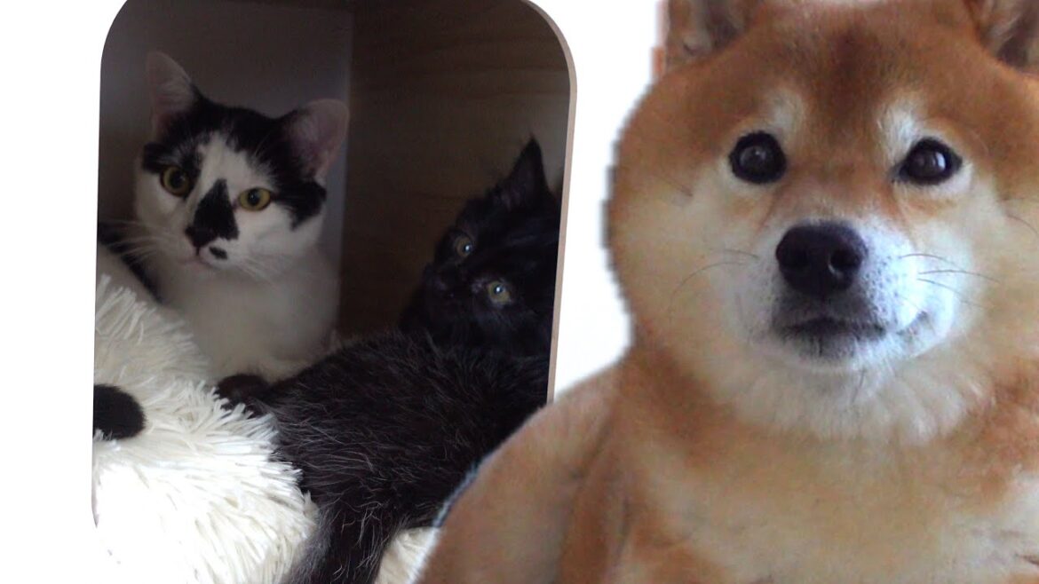 感動の絆！先住猫が子猫を守る姿に柴犬も唖然。