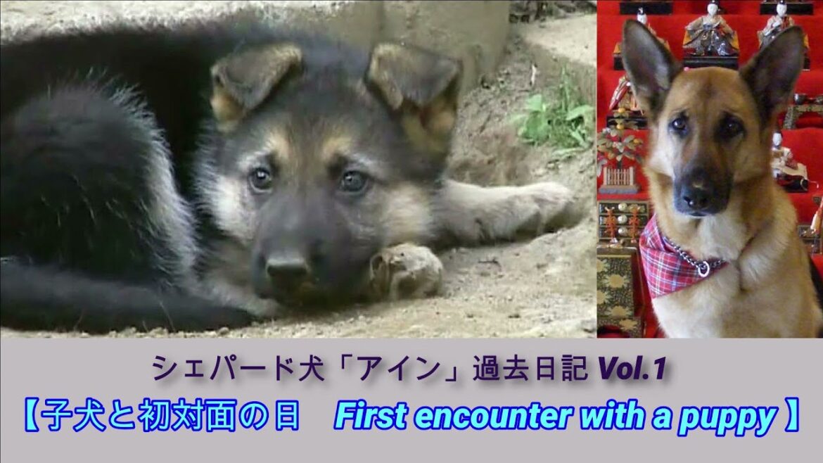 ジャーマンシェパード 犬「アイン」過去日記 Vol.1【子犬と初対面の日！】【 First encounter with a puppy！】