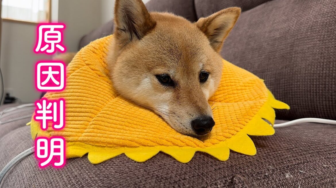 病院の診察の結果、赤くなった足の原因が分かりました 病院の診察の結果、赤くなった足の原因が分かりました