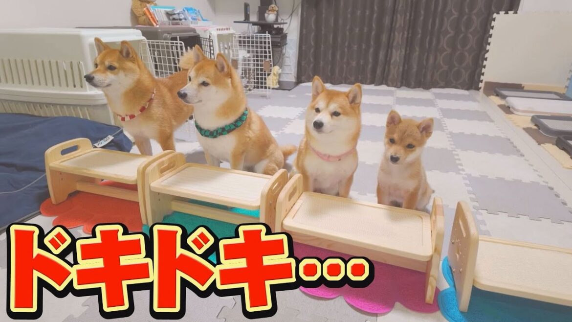 このあと、子犬のトイレトレーニングの成果が・・・