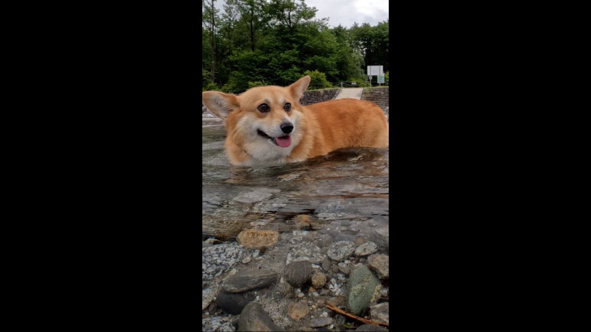 喜び顔で浅瀬を歩くコーギー / Corgi happily walking in shallow water #corgi #コーギー #サクラ