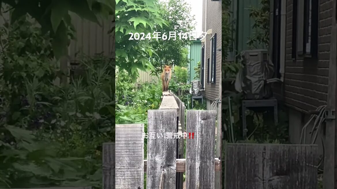 自由気まま　#westhighlandwhiteterrier #westie #dog#ウエストハイランドホワイトテリア #ウエスティ #おつかい #fox #キタキツネ