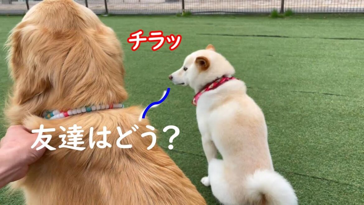 犬見知りが激しい柴犬が友達になりたくてとった行動を褒めたい！！