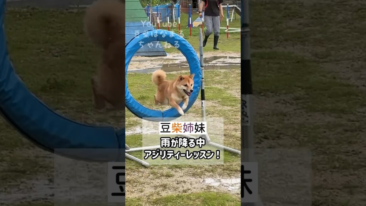 雨が降る中アジリティー練習がんばる豆柴 #Shorts