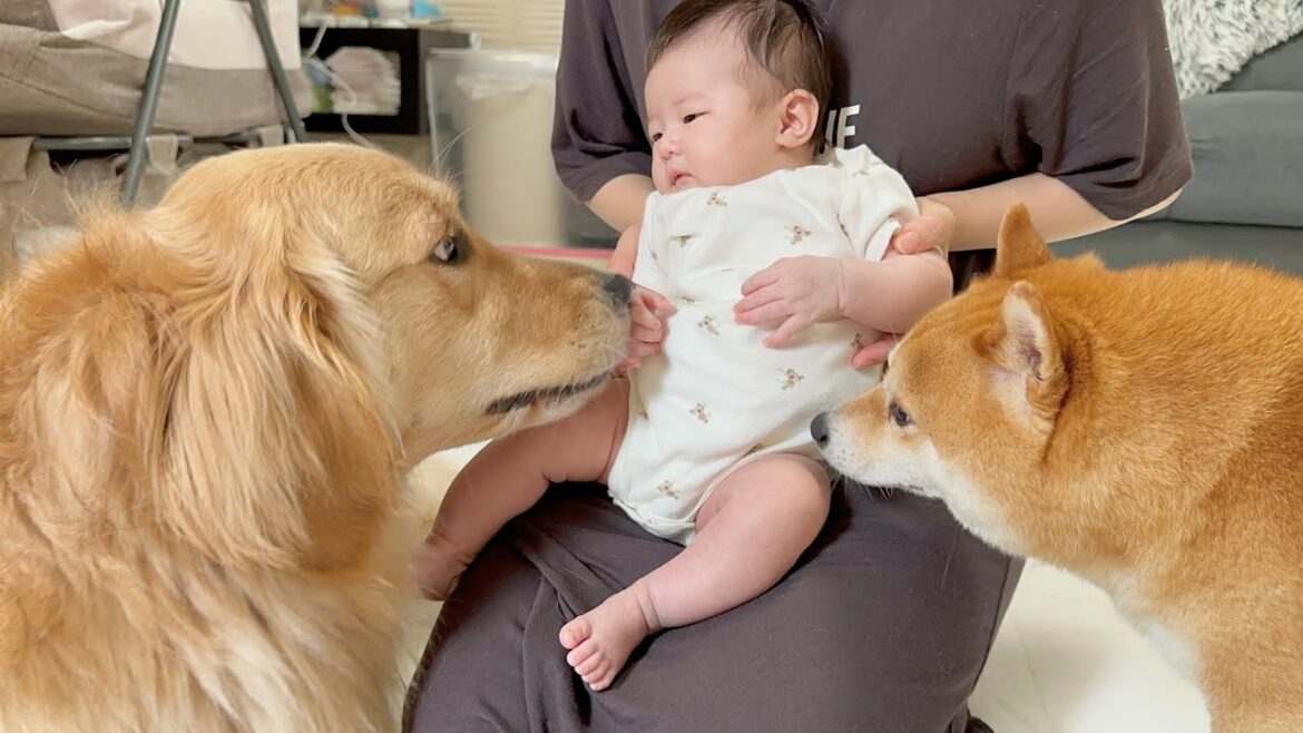 赤ちゃんが泣きそうになると泣き止まそうとあやしてくれる愛犬たちが優しすぎました...