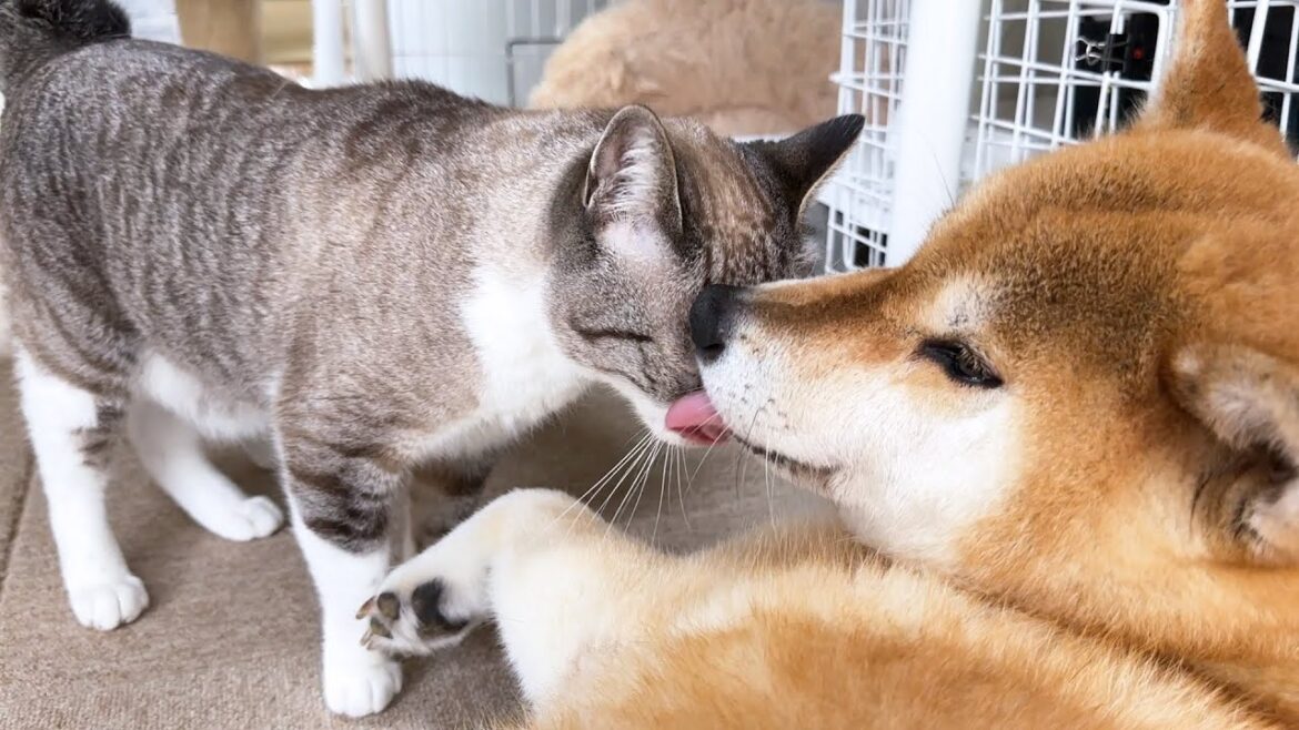いっぱい甘えたいのに柴犬の用事が終わるまで待つ猫が可愛すぎます