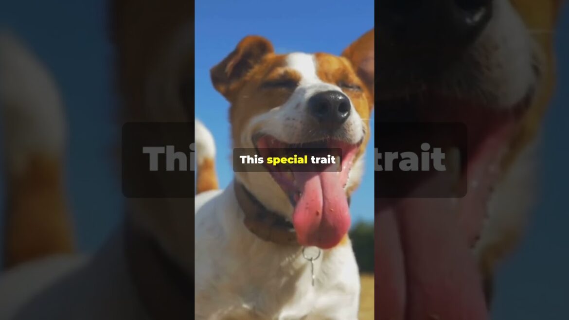 Dog Facts: Did You Know? – The Basenji Dog