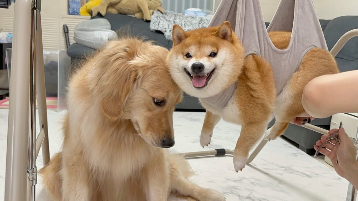 お兄ちゃんの事も赤ちゃんの事も気になり感情が忙しくなってしまう心配性なゴールデンレトリバー