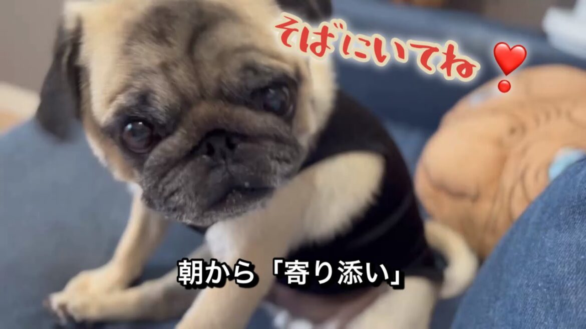 三日間ぶりに帰った時の甘えっぷり　【パグ侍ももたろ】