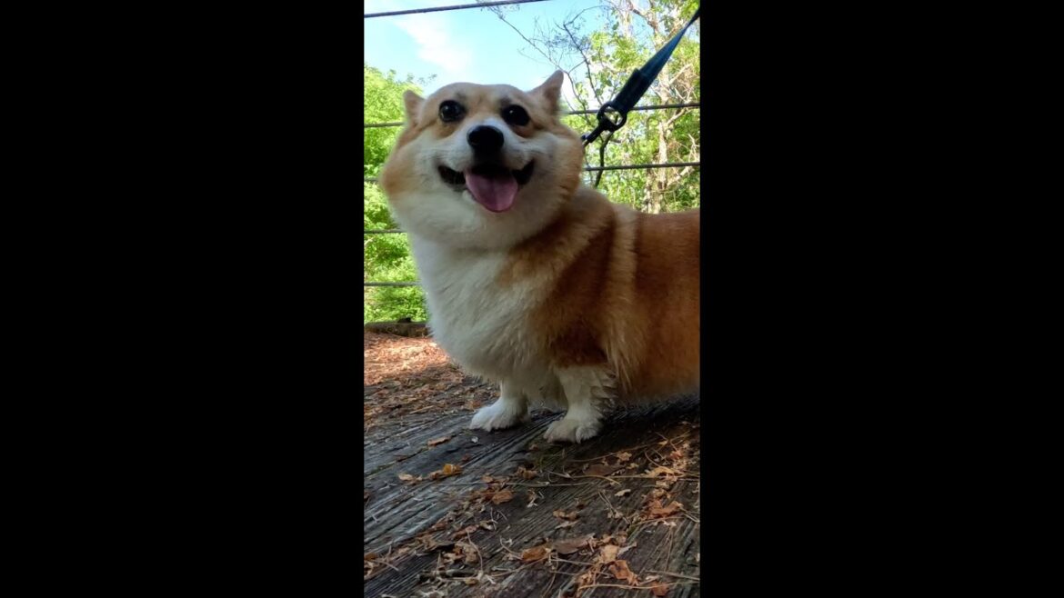 小川に架かる橋を渡るコーギー / Corgi crossing a bridge over a stream #corgi #コーギー #サクラ