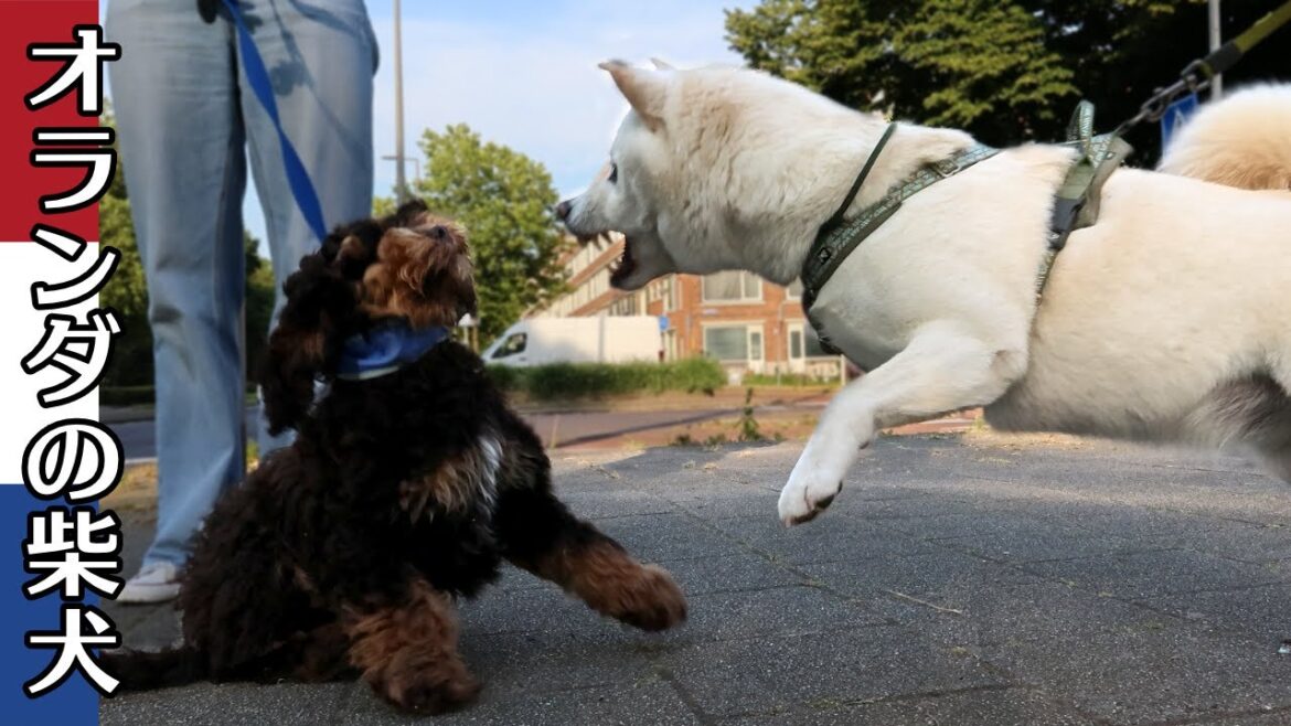 柴犬柿丸 仔犬に教育的指導をする柴犬【オランダ / 環境音 / 4K】Kaki-Maru the Shiba Inu