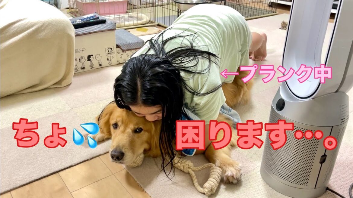 ハグを期待したのにプランクを始めた姉に戸惑いが隠せない大型犬クッキー【ゴールデンレトリバーとミニチュアダックスフンド】