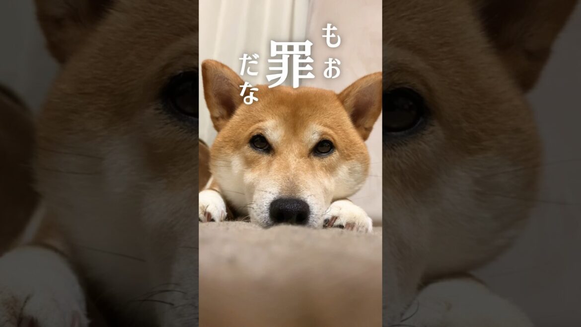 あざとい柴犬はこうなる #犬 #柴犬 #アテレコ