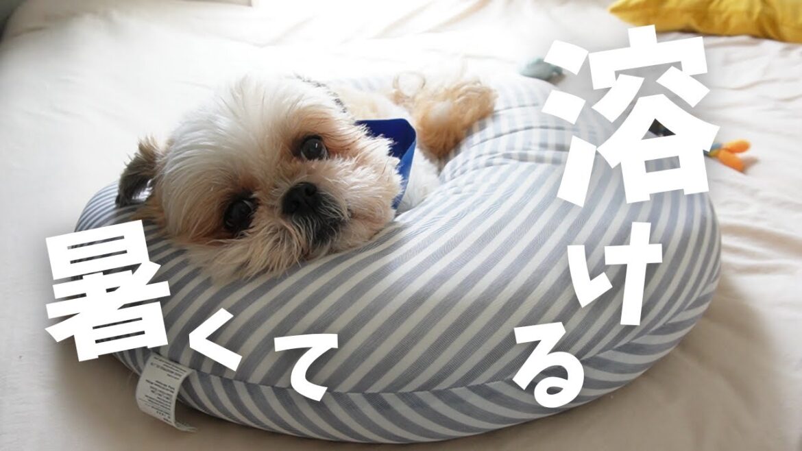 かわいい犬が溶けそうですwww～多頭飼い～チワワ シーズー ミニチュアピンシャー トイプードル