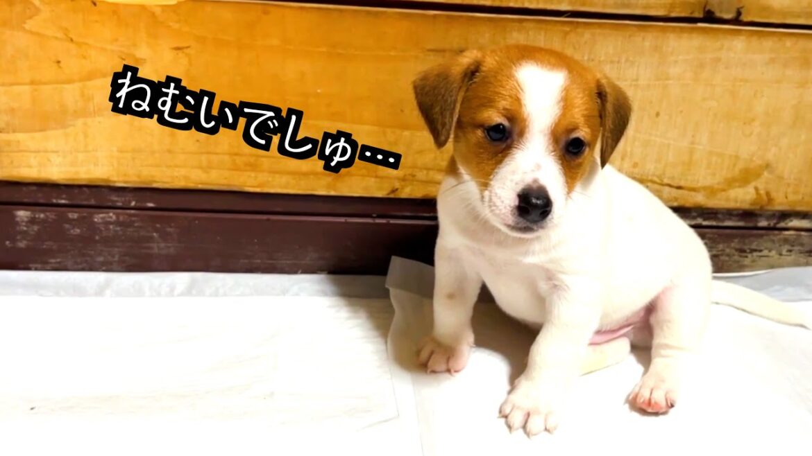 【ジャックラッセルテリア】仔犬ちゃん…眠たいのかと思ったら…突然の猛ダッシュ！！「動物癒し動画にくきゅう」