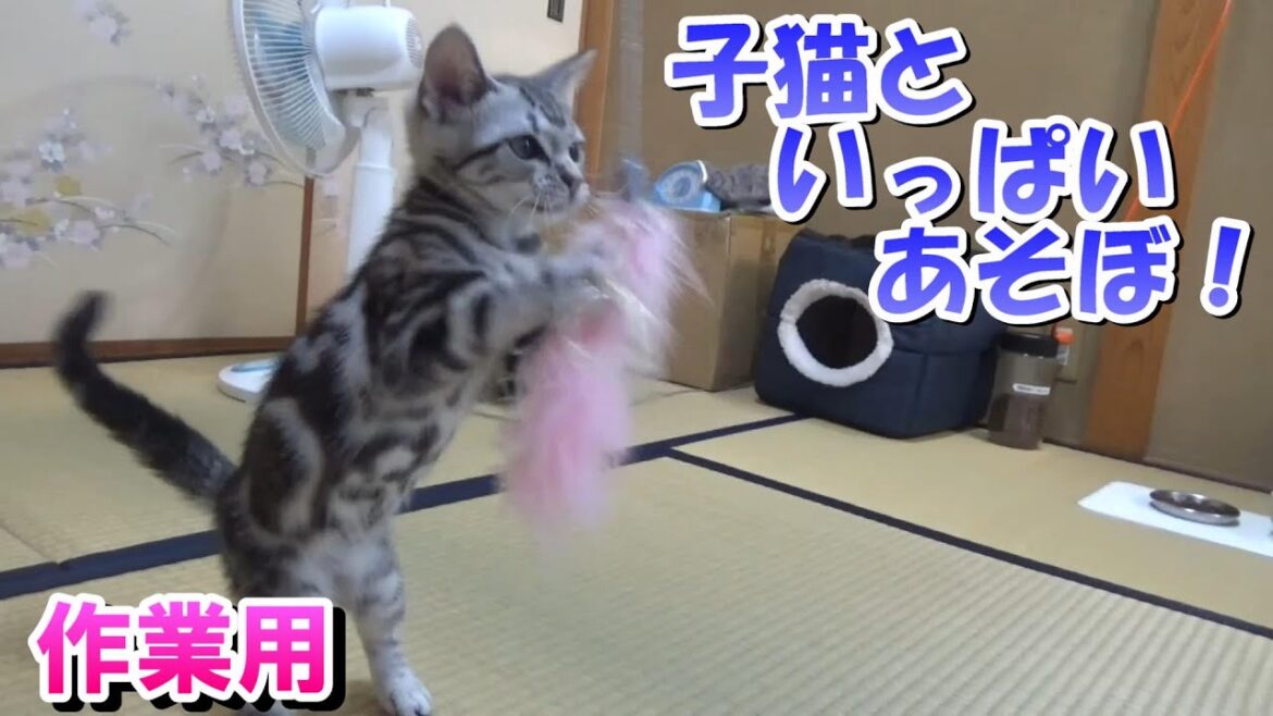 子猫といっぱいあそぼ！「作業用猫動画」アメリカンショートヘア
