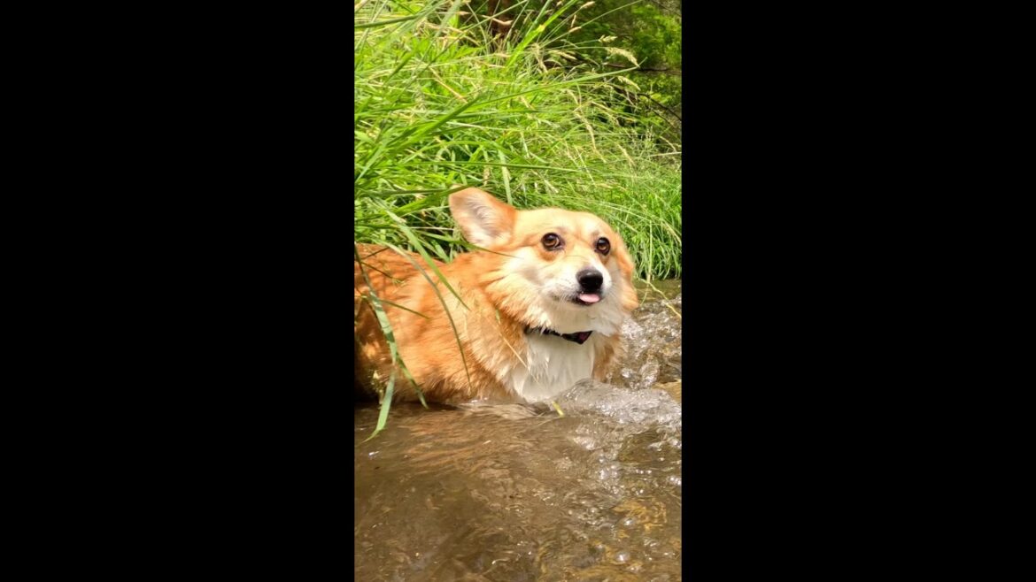 勢いよく小川へダイブして這い上がってくるコーギー / Corgi dives into a stream and crawls up #corgi #サクラ #コーギー