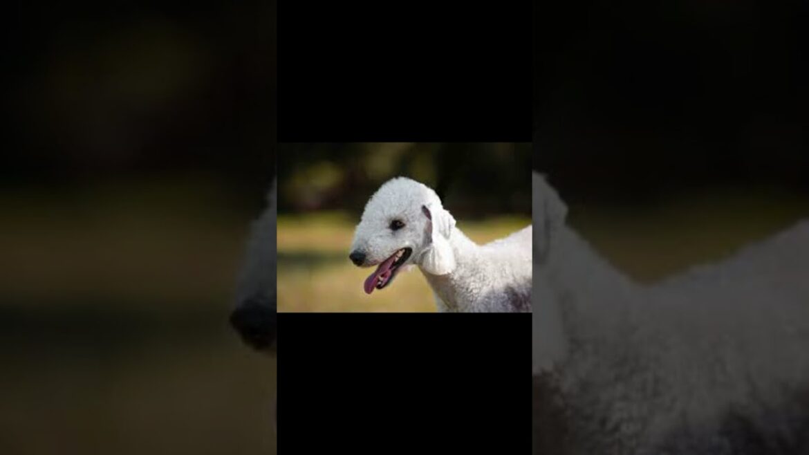 BEDLINGTON TERRIER . #dogbreeds "All About Bedlington Terriers: A Unique and Loving Breed"
