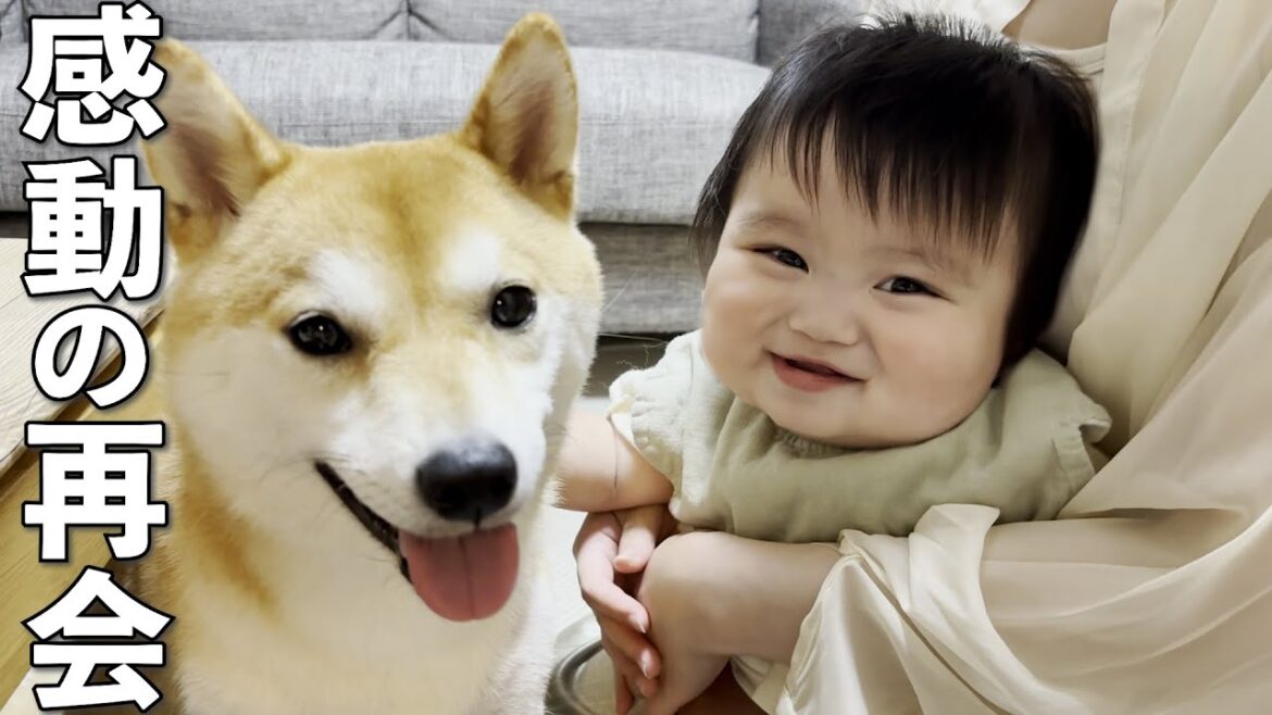 赤ちゃんと1日ぶりの再会に感情が大爆発する柴犬