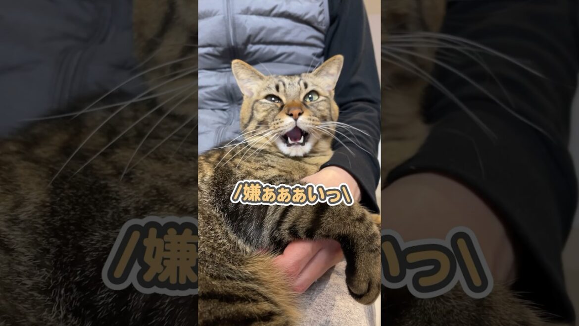 4年間、子猫の時からたくさんの愛情を注いだ結果…