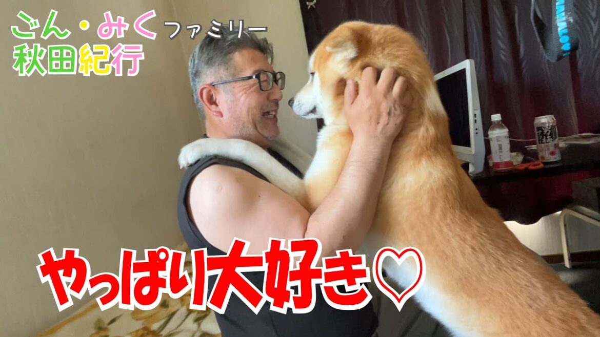 やっぱり大好き♡　ごん・みくファミリー秋田紀行♡　秋田犬【ごん・みく チャンネル】