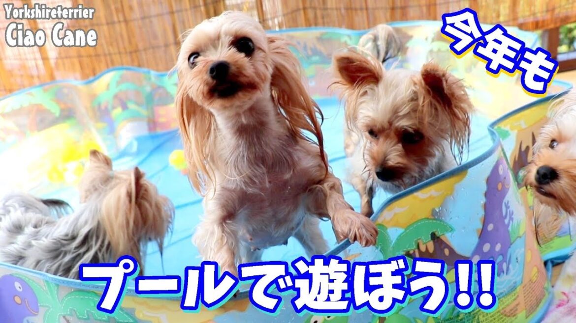 今年もプールで遊ぼう！【ヨークシャーテリア/yorkshireterrier】