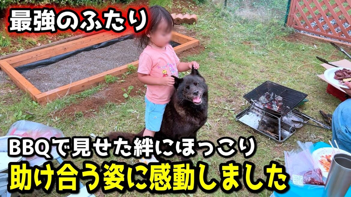 【感動】BBQで甲斐犬と2歳が助け合う姿にほっこり!絆を感じました【別荘開拓編シーズン4第5話】 【感動】BBQで甲斐犬と2歳が助け合う姿にほっこり!絆を感じました【別荘開拓編シーズン4第5話】