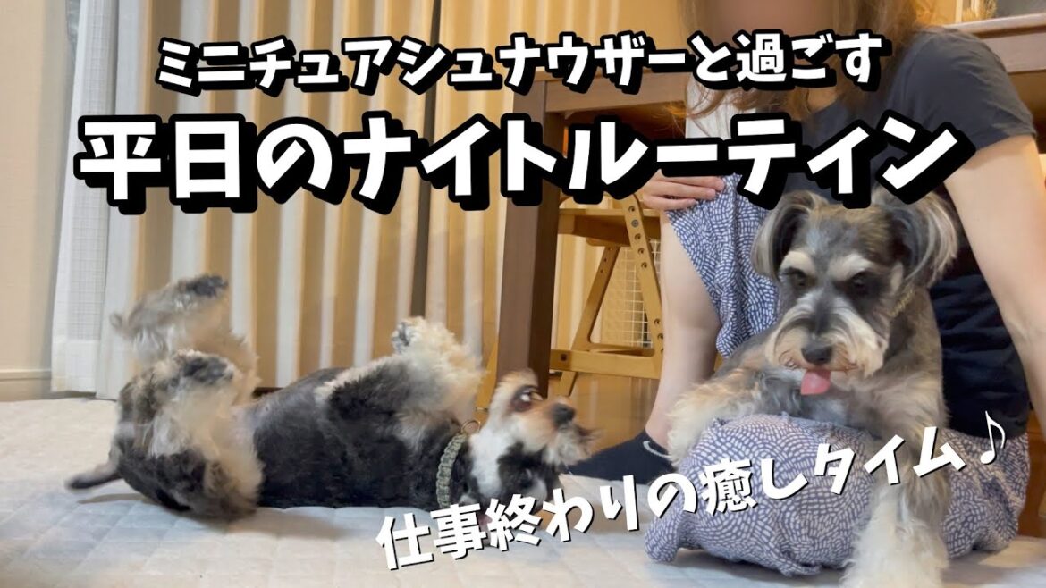 【ミニチュアシュナウザー】平日ナイトルーティン！仕事終わりの癒しタイム♪