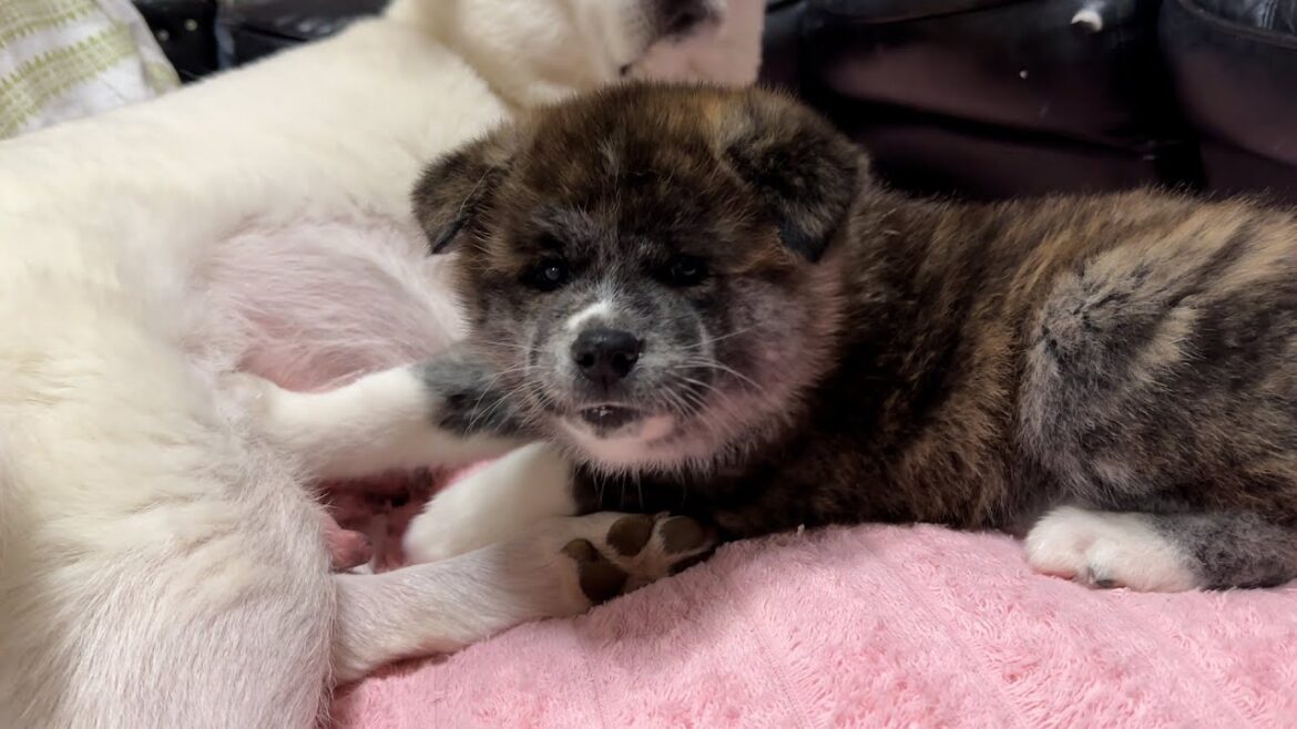 高橋さんちの秋田犬＃18　おじさんと一緒