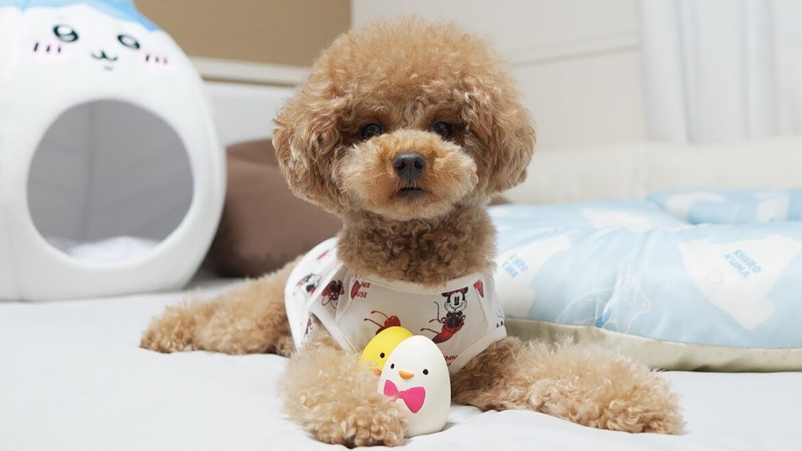 【100均】ダイソーに愛犬の大好きなおもちゃにそっくりなおもちゃが売ってたから買ってみた