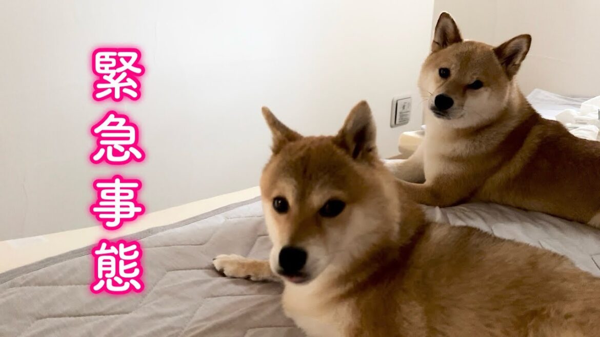 早朝、物凄い衝撃音で飛び起きたら庭でまさかの出来事が…