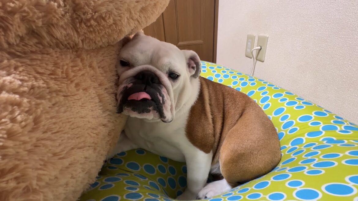 寂しがり屋の妹犬に心許せる相棒ができました！