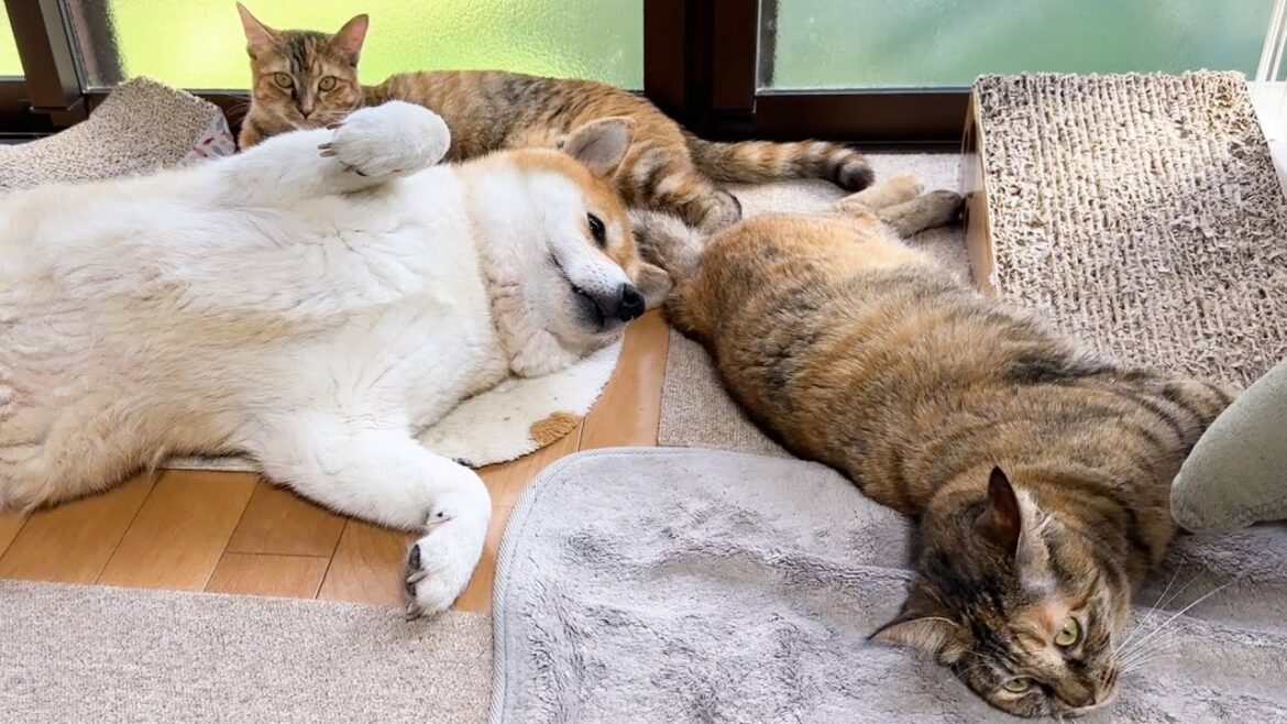 柴犬のことを本当のお母さんと思っている子ども猫たちが周りに集まって癒される時間
