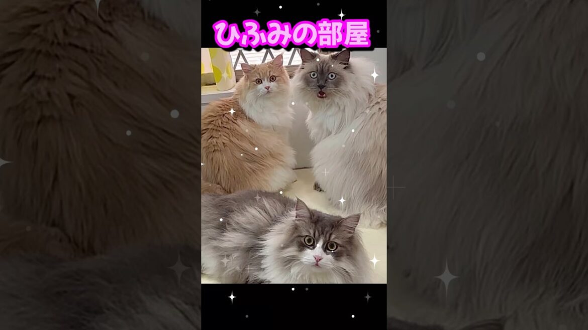 待って！収納荒らしすぎでしょ！　サイベリアン猫　#shorts