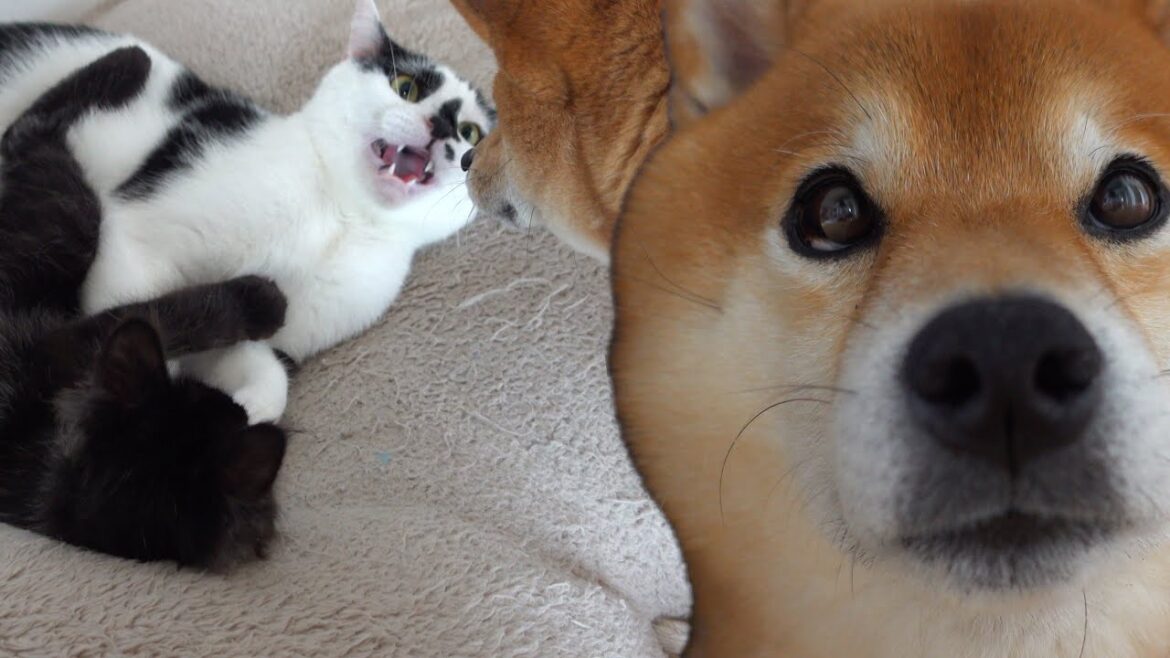 柴犬の愛が引き継がれる!? 先住猫&子猫の感動物語。