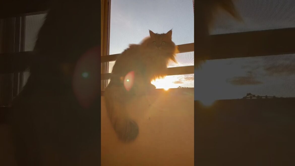 【5.4.3.2.1…】かわいいペルシャ猫【夕日に向かって♪】 【5.4.3.2.1…】かわいいペルシャ猫【夕日に向かって♪】