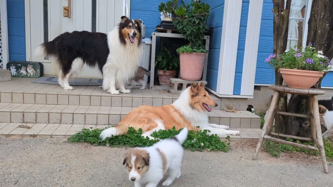 ﾗﾌｺﾘｰMotherlakecollies チコとピコの子犬達　生後48＆40日目　20240629