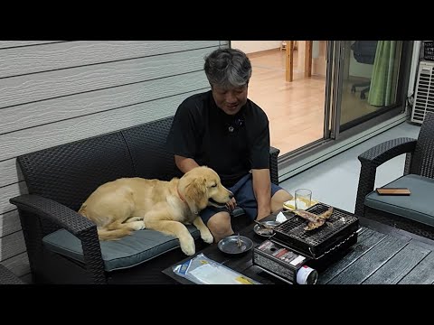 夫婦と犬との3人暮らし。今を大切に変化を楽しみ生きる。【Golden Retriever japan】 夫婦と犬との3人暮らし。今を大切に変化を楽しみ生きる。【Golden Retriever japan】