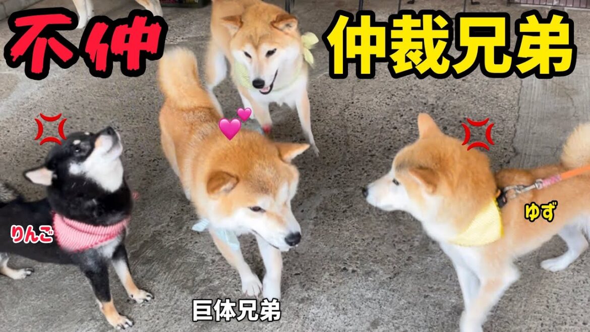 不仲柴犬の文句合戦を間に入って止めたい柴犬兄弟がいじらしい